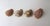 Seashells Natural, Set of 4 For Sale - Image 10 of 10