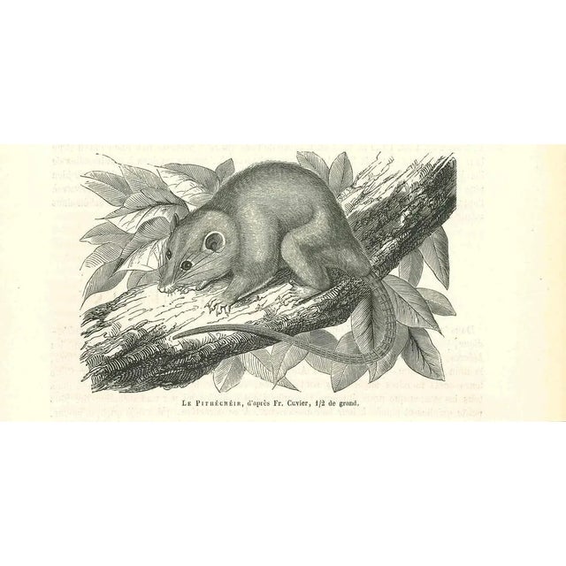 The Mouse is an original lithograph on ivory-colored paper, realized by Paul Gervais (1816-1879). The artwork is from The...