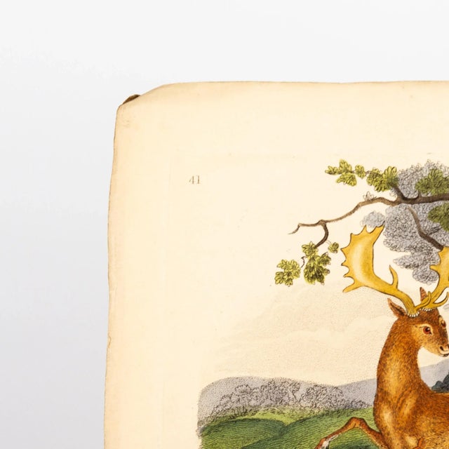 Original Handcoloured Copperplate E. Donovan & F.C. & J. Rivington Aug 1819 Engraving Good overall condition.