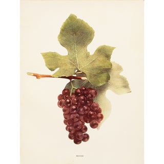 1900s U. P. Hedrick, Original Antique Photogravure of Moyer Grapes For Sale