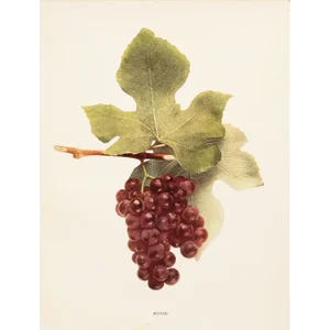 1900s U. P. Hedrick, Original Antique Photogravure of Moyer Grapes