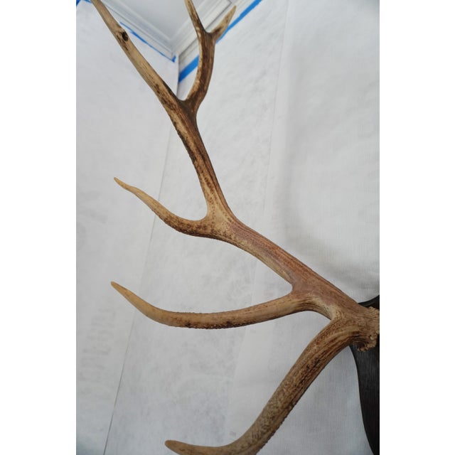 Bone Elk Antler Mounted on Wooden Plaque For Sale - Image 7 of 16