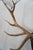 Bone Elk Antler Mounted on Wooden Plaque For Sale - Image 7 of 16