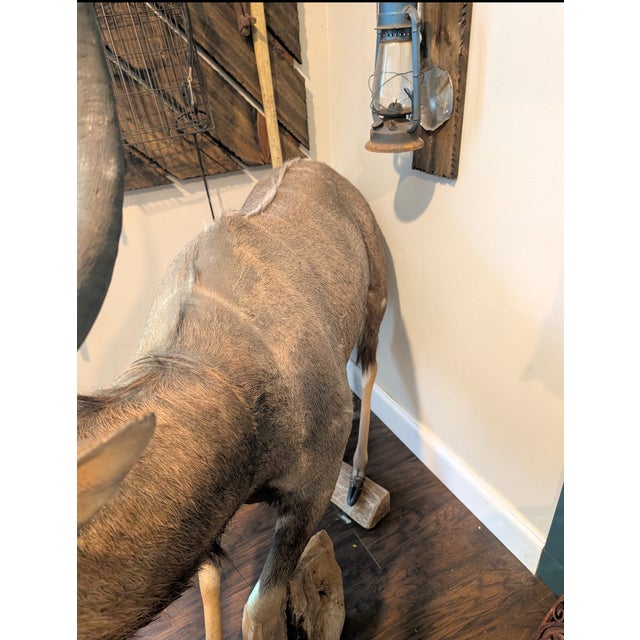 Full Body of a Greater Kudu/ African Antelope For Sale - Image 9 of 10