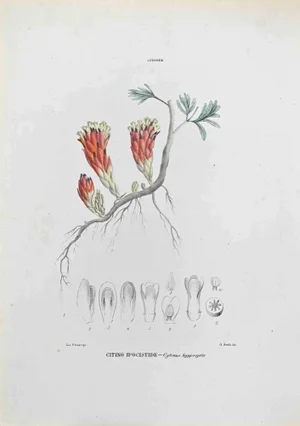 Vincenzo Tenore, Citino Hypocystis, Lithograph, 1870s