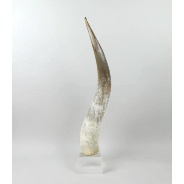 Postmodern 1990s Lucite Mounted Steer Horn For Sale - Image 3 of 9