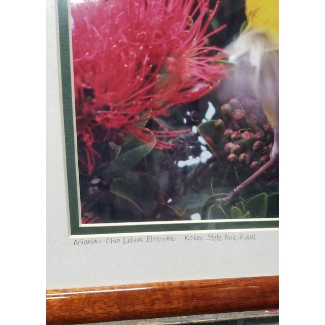 2000 - 2009 Framed Original Photography Print Yellow Bird in Hawaiian Blossoms For Sale - Image 5 of 7