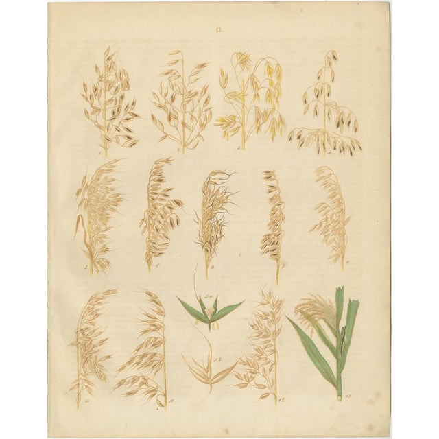 Antique Oats and Wild Grasses Prints, Botanical Lithographs, 1852 This elegant three-plate set illustrates oats and...