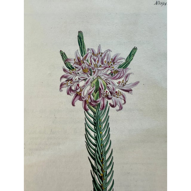 Illustration Purple Lachnaea Original Hand Colored Botanical Engraving by Curtis, 1802 For Sale - Image 3 of 3