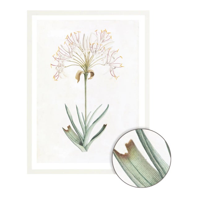 DESCRIPTION From the curated collection of Celerie Kemble for Ornis Gallery, these 18th Century Australian Botanicals are...