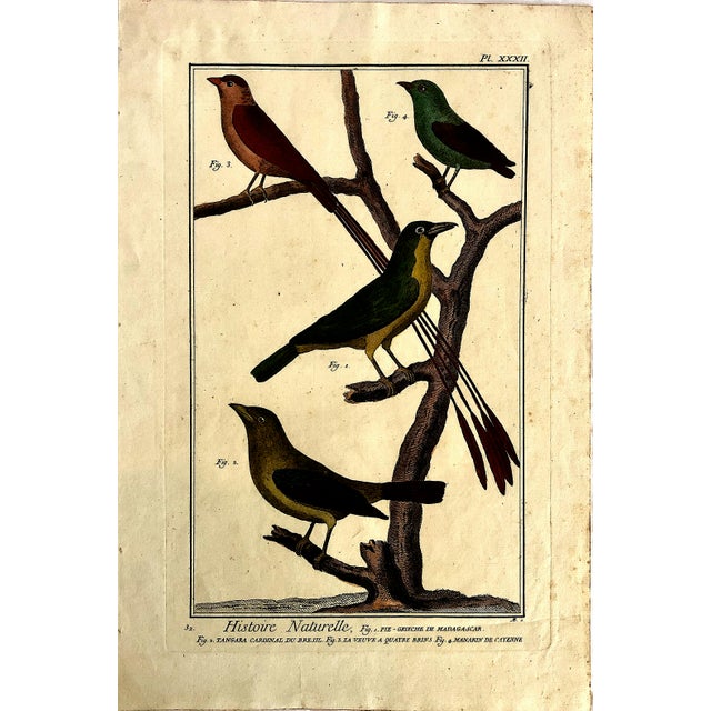 This pair of large-scale antique bird prints consists of authentic 18th-century copperplate engravings sourced from the...