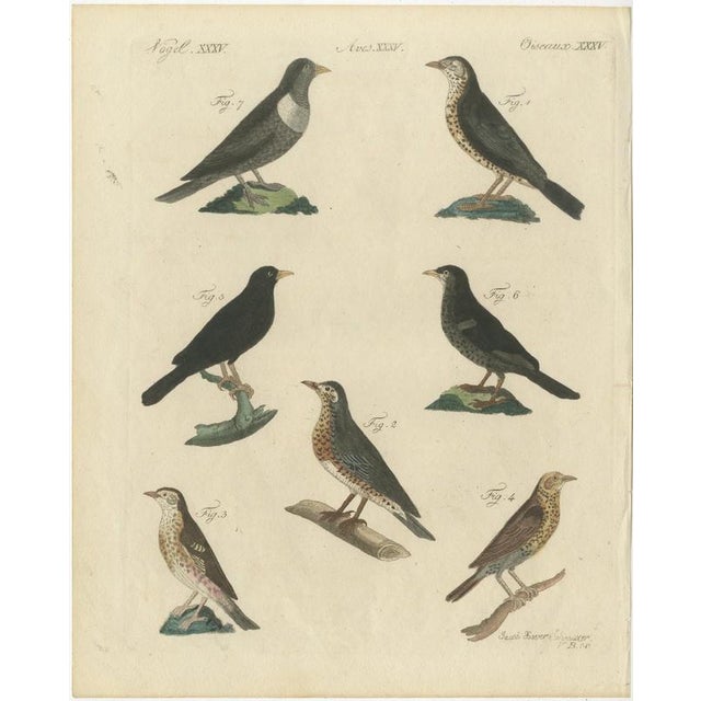 Bertuch, Thrushes, Blackbird and Ring Ouzel, 1805, Print For Sale - Image 3 of 12