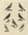 Bertuch, Thrushes, Blackbird and Ring Ouzel, 1805, Print For Sale - Image 3 of 12