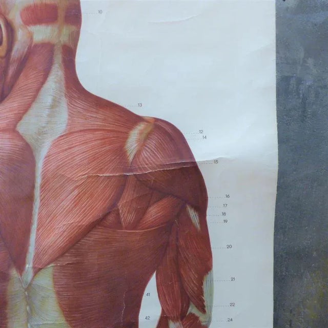 Vintage School Board "Muscle of Man", Germany, 1950s For Sale - Image 4 of 6