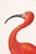 Illustration Scarlet Ibis With an Egg, Vintage Art Print Reproduction, 40" X 60" For Sale - Image 3 of 12