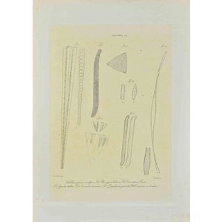Vincenzo Tenore, Diatomee, Lithograph, 1870s For Sale