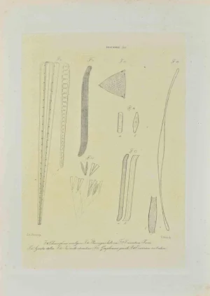 Vincenzo Tenore, Diatomee, Lithograph, 1870s