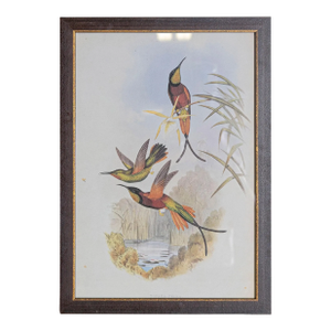 19th Century Bird Print - One of 24