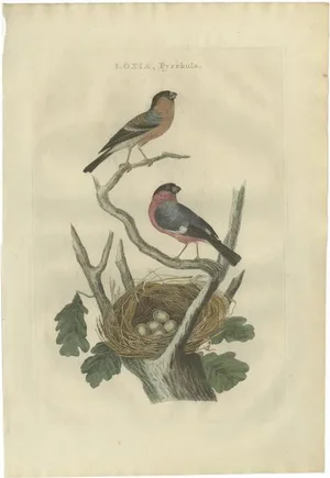 Sepp & Nozeman, Eurasian Bullfinch, 1789, Paper