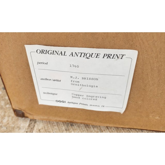 Illustration Pair of 18th Century Brisson Bird Engravings For Sale - Image 3 of 9