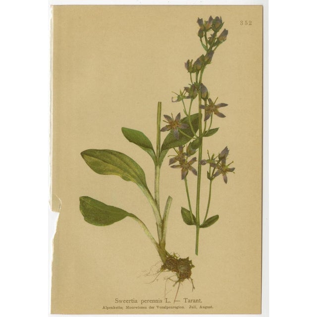 Alpine Gentian Botanical Illustrations, 1897, Set of 8 For Sale - Image 9 of 11