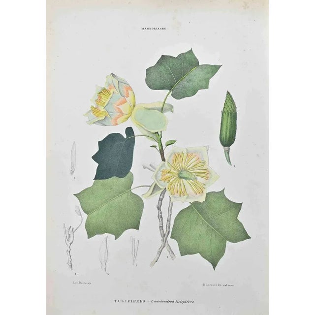Lithograph hand watercolored. Belongs to the Series "Atlante di Botanica popolare ossia Illustrazione di Piante Notevoli...
