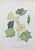 Lithograph hand watercolored. Belongs to the Series "Atlante di Botanica popolare ossia Illustrazione di Piante Notevoli...