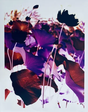 Jeffrey Rothstein, Flora Fauna Series Vintage Color Photograph Abstract Flower Fuji Crystal Photo, c.1998