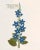 English Reproduction 18th Century Vintage Botanical Set With Blue Flowers For Sale - Image 3 of 8