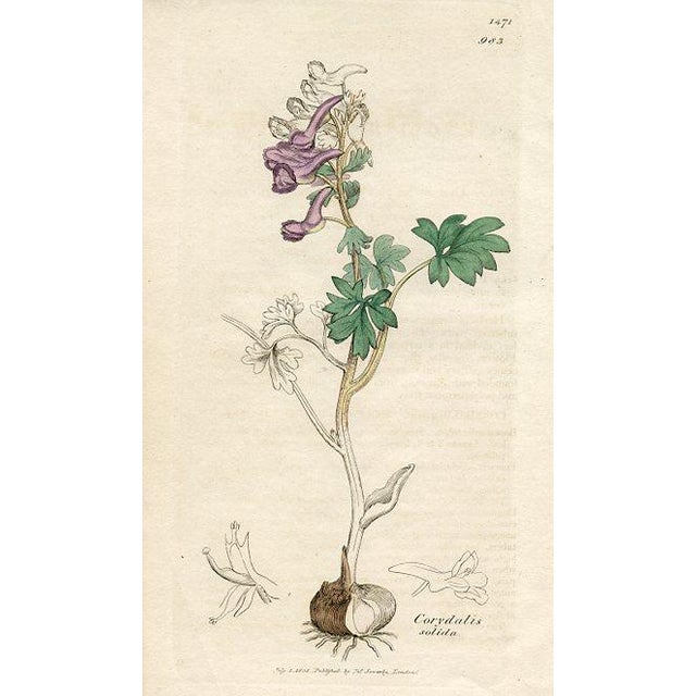 Original hand-colored botanical print from an early edition of “English Botany”, the monumental work by James Sowerby that...