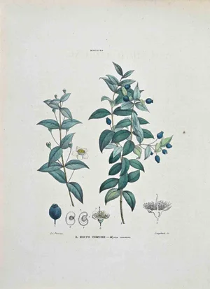 Vincenzo Tenore, The Common Myrtle, Lithograph, 1870s