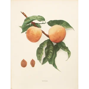 1900s U. P. Hedrick, Original Antique Photogravure of Davidson Peaches