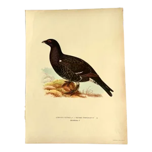 Birds of Sweden Chromolithograph Lyrurus Tetrix