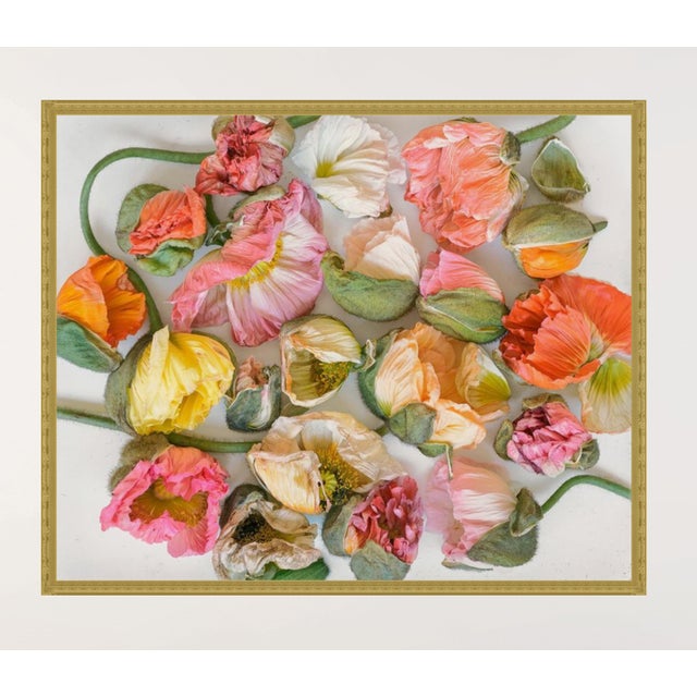 Exquisite colorful poppies past their peek of life, but still retain their beauty, texture and uniqueness. You can add...