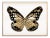 Butterfly Royale, Black 3 Framed Artwork For Sale