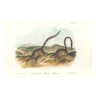 1851 Audubon Quadruped Octavo Lithograph "Plate 79 Annulated Marmot Squirrel" For Sale