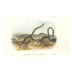 1851 Audubon Quadruped Octavo Lithograph "Plate 79 Annulated Marmot Squirrel"