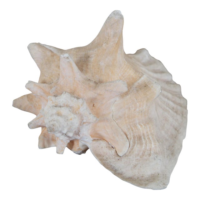 Vintage Queen Conch Shell Aliger Gigas Marine Arena Johns Pass Florida For Sale