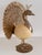 Vintage Italian Brass and Ostrich Egg Bird Sculpture by Antonio Pavia, 1970s For Sale - Image 12 of 12