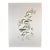 1968 Dali Flora Dalinae Lilium Music Hand Signed Numbered Etching Surreal Rare Art For Sale