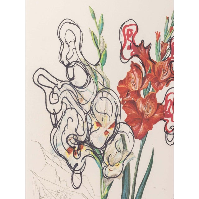 Salvador Dalí Salvador Dali "Gladiolus (Ears)" Etchings, 1972 For Sale - Image 4 of 12