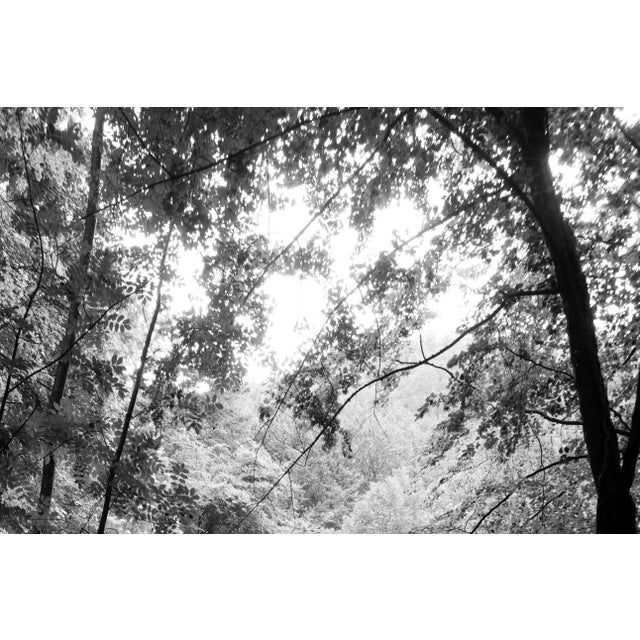 2021 "Late Afternoon Forest Light" Contemporary Forest Landscape Black and White Giclée Print by Kind of Cyan For Sale - Image 4 of 10
