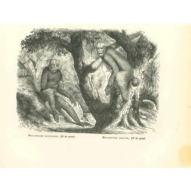 The Orangutan is an original lithograph on ivory-colored paper, realized by Paul Gervais (1816-1879). The artwork is from...