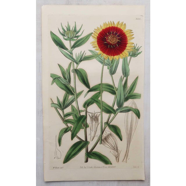 After William Fitch, Botanical Illustrations, 1838, Engravings, Set of 12 For Sale - Image 13 of 14