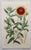 After William Fitch, Botanical Illustrations, 1838, Engravings, Set of 12 For Sale - Image 13 of 14