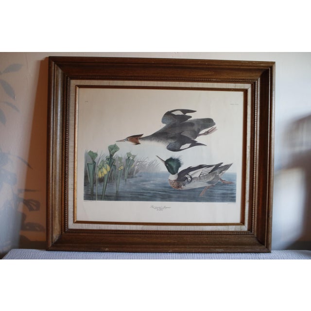 Mid-Century Lithograph of Audubon's "Red Breasted Merganser," in Dark Wood Frame For Sale - Image 9 of 17