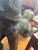 Metal 1950s Large 44 Inch High Asian Bronze Foo Dog Statue With Shell Stone Inlay For Sale - Image 7 of 10