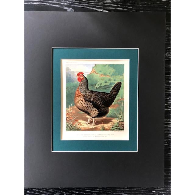 Farmhouse Late 19th Century Antique Cassell’s Poultry Book Single Combed Dorking Hen Chromolithograph For Sale - Image 3 of 3