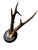 Cabin Roe Deer Trophy Rd25black Forest Antlers Mount For Sale - Image 3 of 5