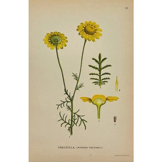 Ivory 19th Century James Sowerby Botanical Prints – Common Club-Rush and Needle, Set of 10 For Sale - Image 8 of 11